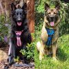 Headlight Harness XXL- Blue - Default