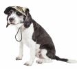 Pet Life 'Torrential Downfour' Camouflage Uv Protectant Adjustable Fashion Dog Hat Cap - Large