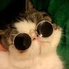 Cute Dog cat Glasses Pet Goggles Glasses Suitable For Puppy Cat Photo Props - black - Round