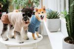 Touchdog 'Modress' Fashion Designer Dog Sweater and Dress - Blue - Medium
