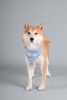 Touchdog 'Dizzy-Eyed Cyclops' Cotton Velcro Dog Bandana and Scarf - Blue - Small