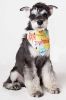 Touchdog 'Head-Popper' Fashion Designer Printed Velcro Dog Bandana - Yellow / Blue - Small
