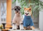 Touchdog 'Modress' Fashion Designer Dog Sweater and Dress - Blue - Small