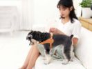 Pet Life 'Ever-Craft' Boutique Series Adjustable Designer Leather Dog Harness - Apricot - Small