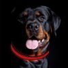 peach heart pet collar L - Red - L