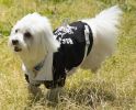 Varsity-Buckled Collared Pet Coat - Medium