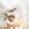 Pet Wash Free Gloves Remove Odor Cleaning And Dry Cleaning Pet Supplies - 6pcs