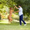 Big Life Dry Dog Food for Big Dogs;  Savory Chicken;  Veggies & Barley Recipe;  40-Pound Bag - 40 lbs