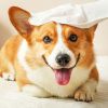 Pet Wash Free Gloves Remove Odor Cleaning And Dry Cleaning Pet Supplies - 6pcs
