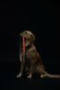 Touchdog 'Lumiglow' 2-in-1 USB Charging LED Lighting Water-Resistant Dog Leash and Collar - Grey - Small