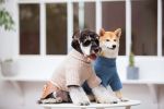 Touchdog 'Modress' Fashion Designer Dog Sweater and Dress - Blue - Small