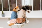 Touchdog 'Modress' Fashion Designer Dog Sweater and Dress - Blue - Small