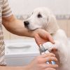 Dog Nail Clippers Pet Cat Nail Toe Trimmer Stainless Steel Grooming Tool Free Nail File Small Medium Large Dogs L Size - Blue & White